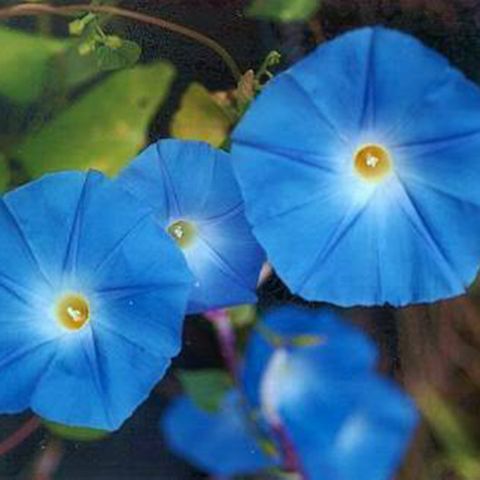 Benih Bibit Biji - Bunga Morning Glory Heavenly Blue Flower Seeds - IMPORT