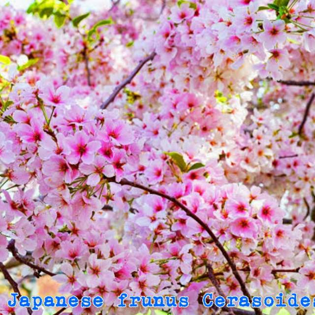 Bibit Tanaman hias sakura Jepang asli % bergaransi keaslian