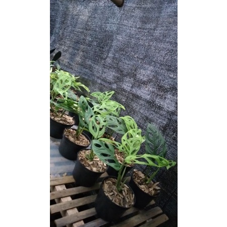 TANAMAN HIAS JANDA BOLONG /MONSTERA JANDA BOLONG LOCAL MURAH KUALITAS NO 1