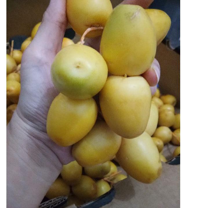 

《diskonlagi》 Kurma Muda Promil Kuning Fresh Mengkel