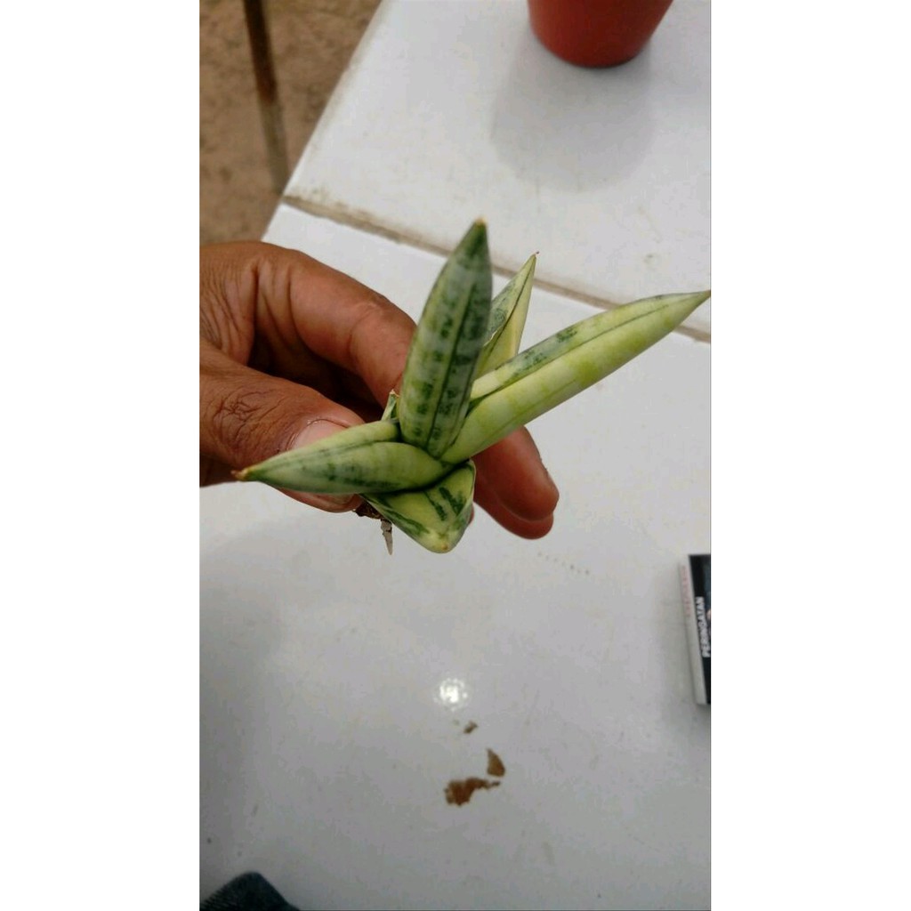 Sansevieria Boncel roset Varigata