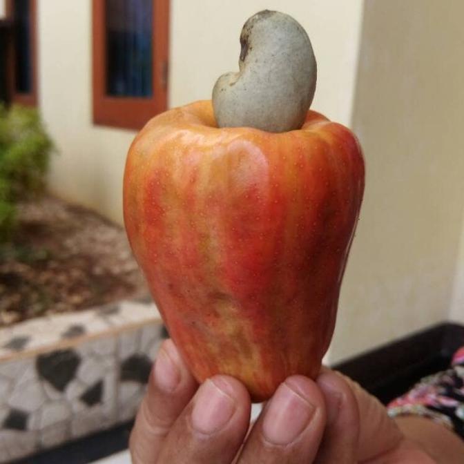 

BUAH JAMBU MENTE/ JAMBU MEDE/ JAMBU MONYET SEGAR