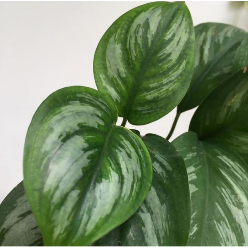 tanaman hias scindapsus sp sumatra - tanaman langka asli hutan