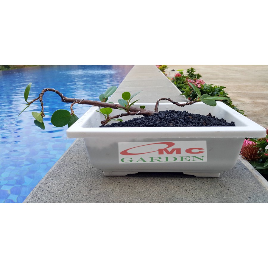 Tanaman Hias Pohon Bonsai Mame Beringin Korea Mini Dolar B-BK-001