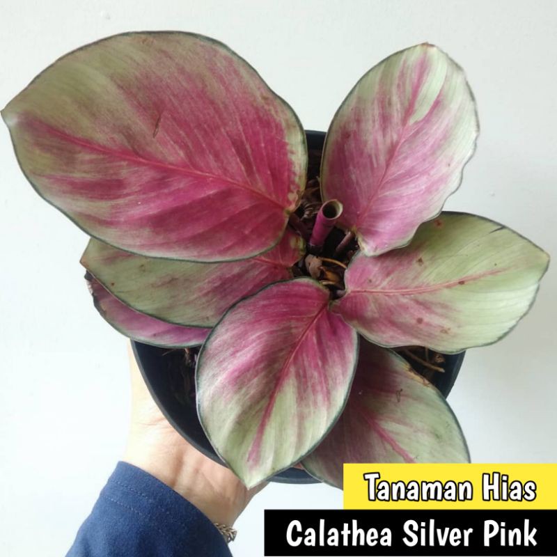 Calathea Silver Pink - Tanaman hias Calathea Silver Pink - Tanaman hias Calathea