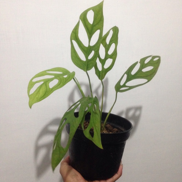 Tanaman Hias Monstera Obliqua Monstera Janda Bolong Shopee Indonesia