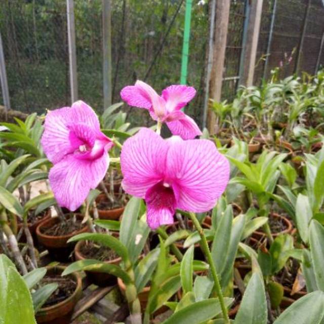 tanaman anggrek dendrobium, pohon anggrek dendrobium