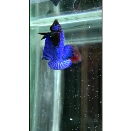 Ikan Cupang BBL Super Grade (Baca Deskripsi)