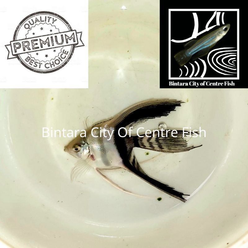 Ikan Manfish Black White (BW), size 3 cm, min order 25 ekor