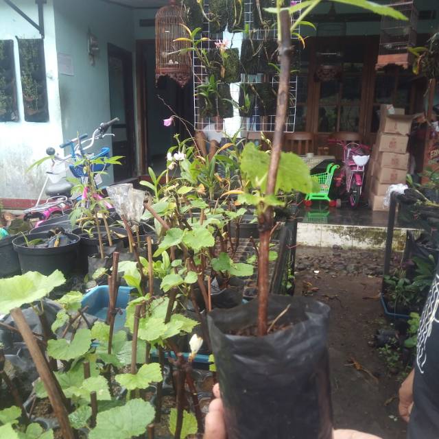 Anggur Lokal