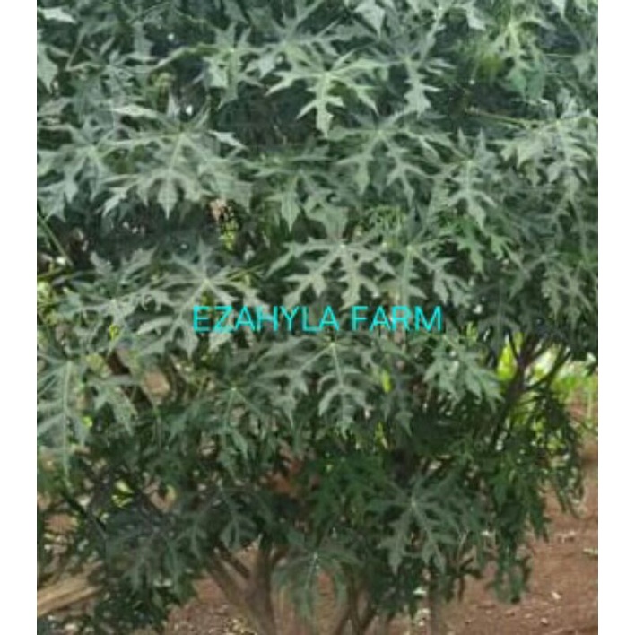 

daun gedi/pepaya Jepang segar 500g