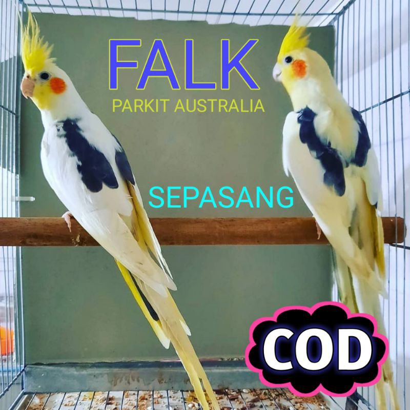440 Koleksi Gambar Burung Falk Terbaik
