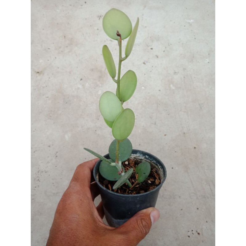 Sukulen Dollar - Sukulen Dolar