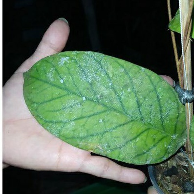 hoya species Sumatera daun besar