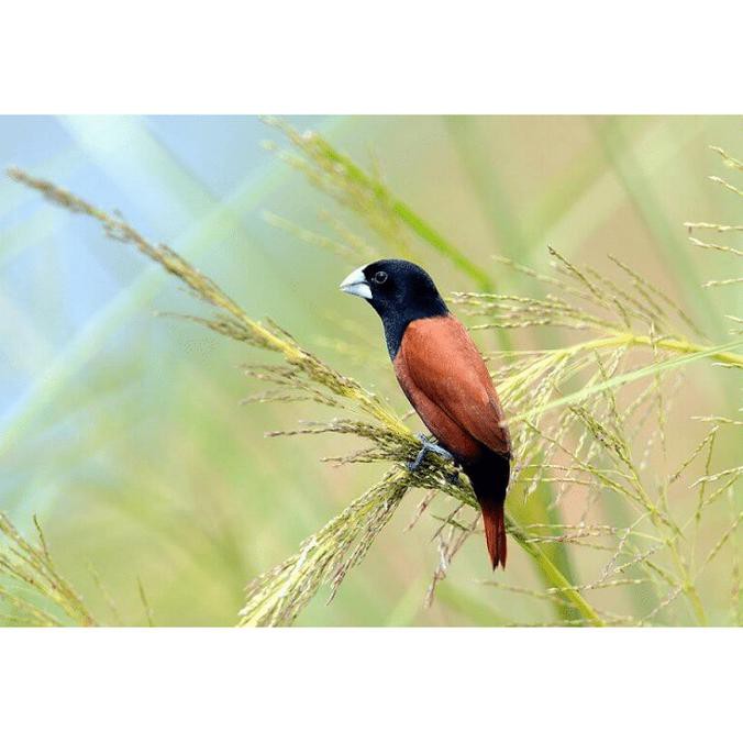 Bayar Ditempat Ta2219 Burung Emprit Finch Black Head Munia