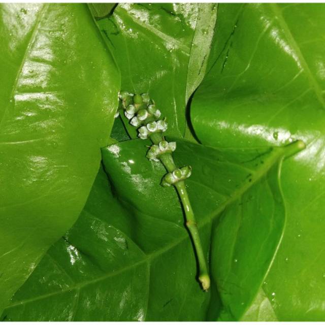 

Daun melinjo segar 250gram