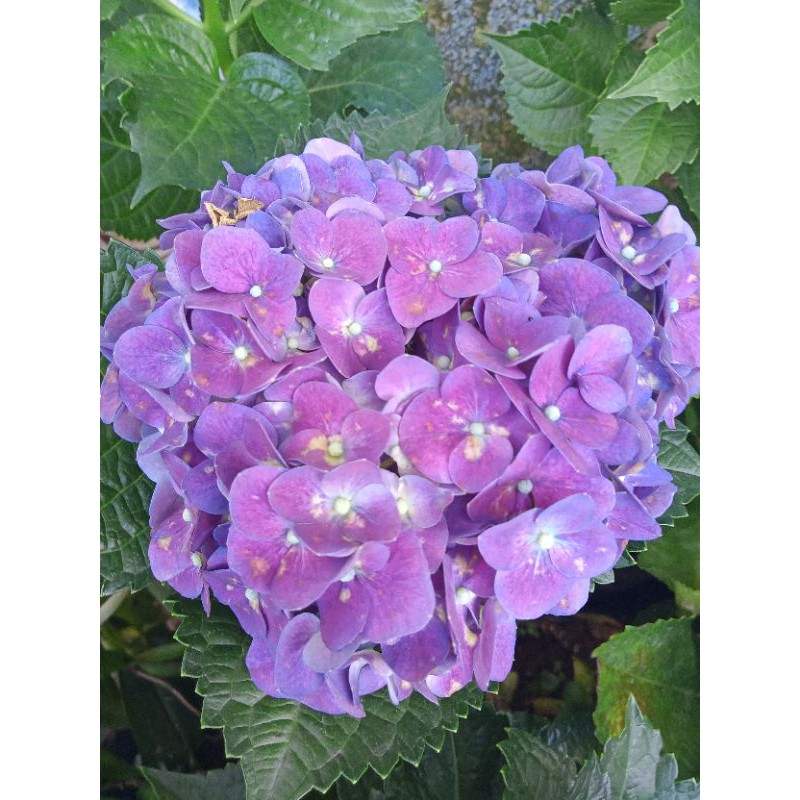 Tanaman hias bunga hortensia UngguHolland ( berbunga )