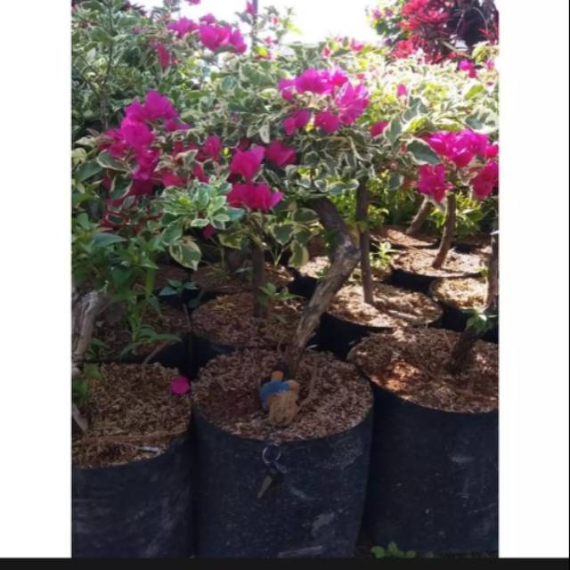 tanaman hias bunga bugenvil varigata-tanaman bugenvil varigata