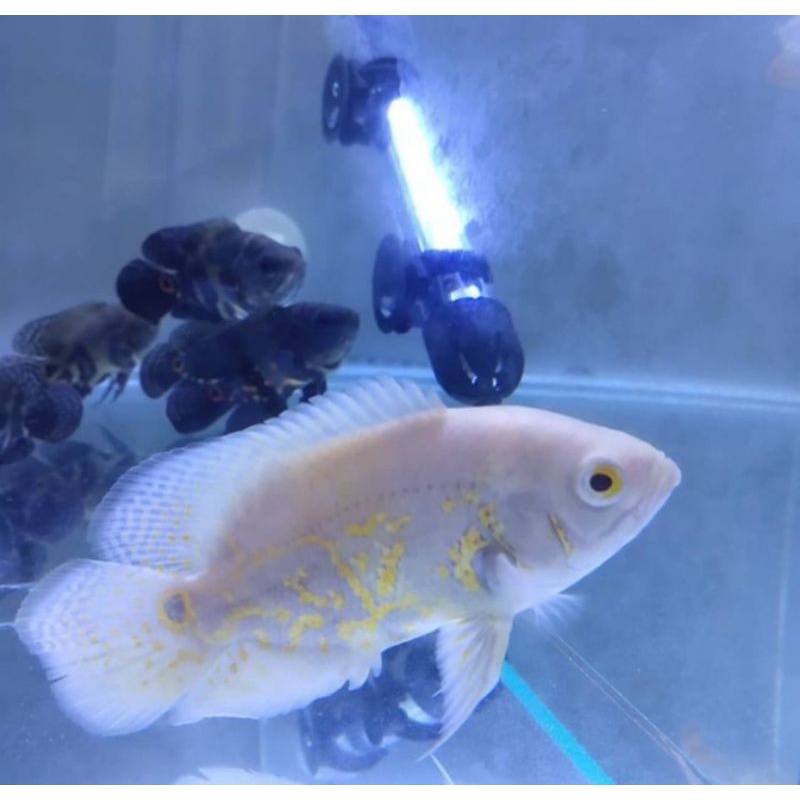 Hiasan Aquarium Oscar Batik Albino size 7-8cm (10 ekor)