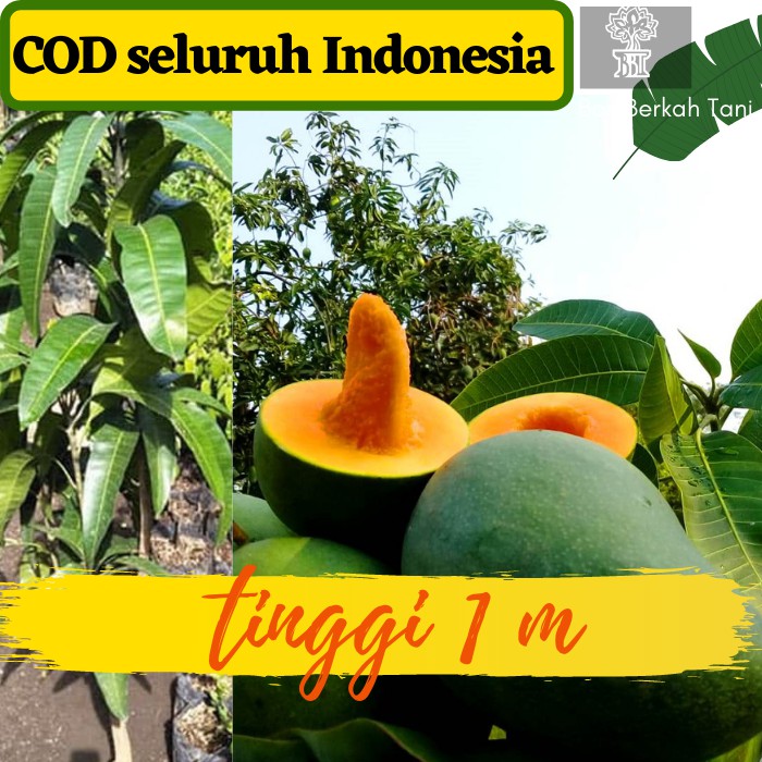 Bibit mangga Alpukat Klonal 21