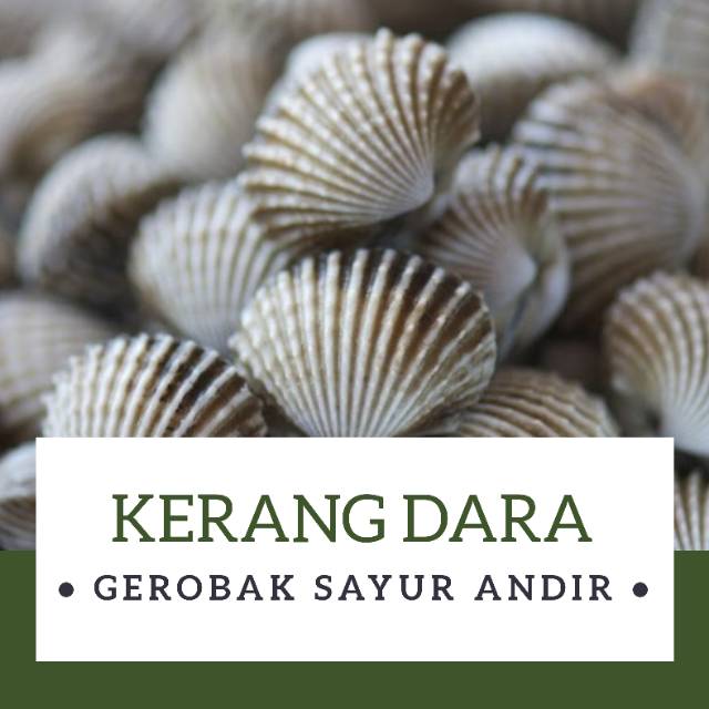 

KERANG DARA /500gr