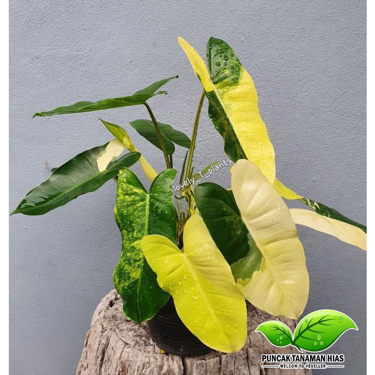 Philodendron burlemax varigata - Burlemax varigata