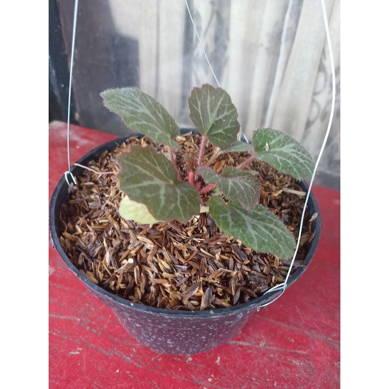 tanman hias gantung begonia strawberry coklat