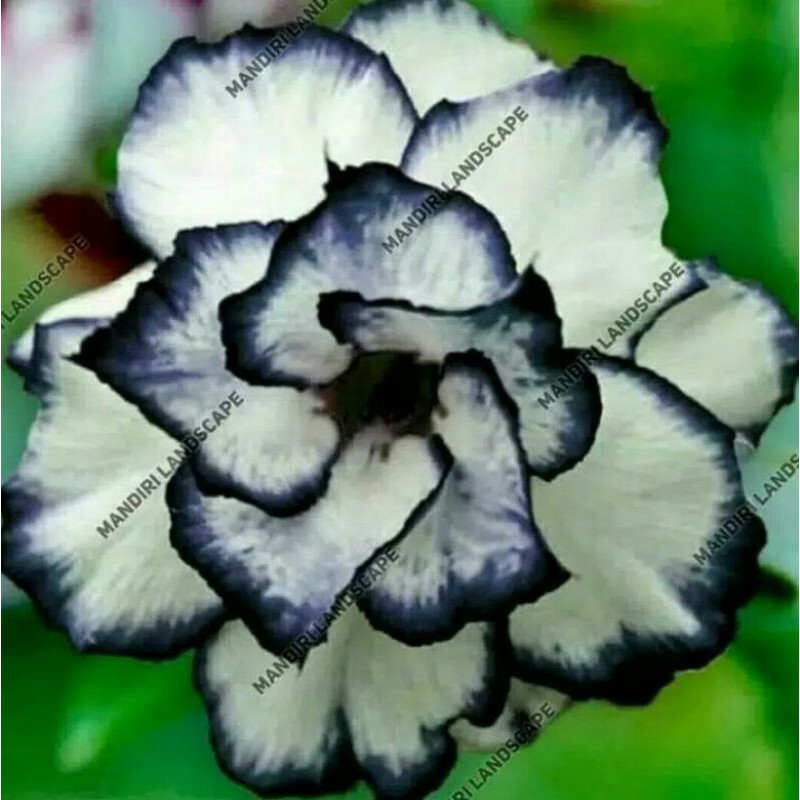 

bibit bunga kamboja adenium rare black white desert rose