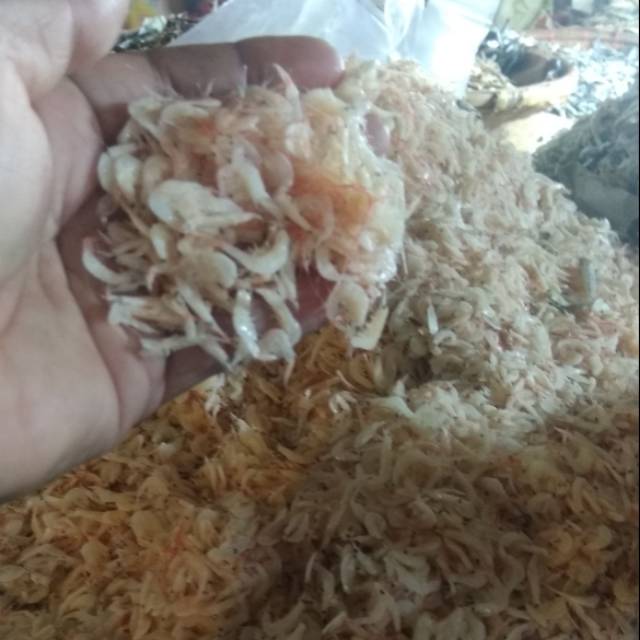 

Udang rebon