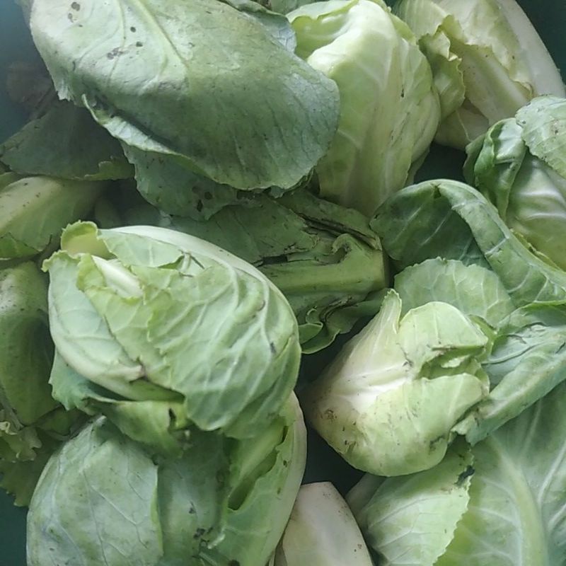 

Baby Kol / Ceciwis / Cuciwis hijau fresh 400gram