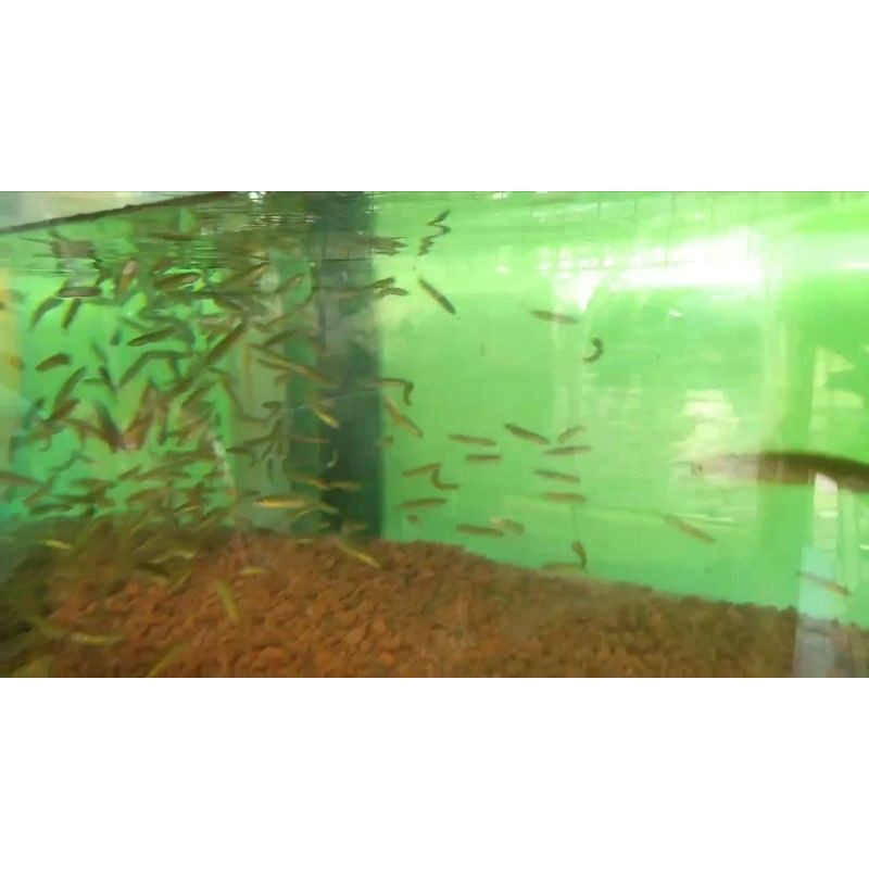 ikan channa asiatica RSWS 5-6 cm