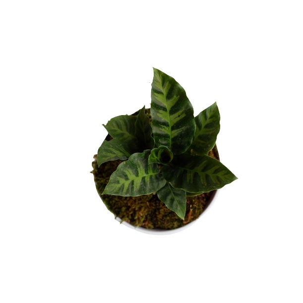 Tanaman Calathea Louisae - kalatea bulu ayam bergaransi