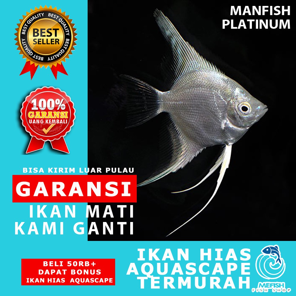 920 Koleksi Video Ikan Hias Aquarium Air Laut Terbaru