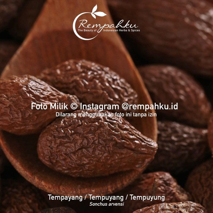 REVERB REMPAHKU - BUAH TEMPAYANG 100GR BIJI TEMPUYANG TEMPUYUNG HERBAL JAMU / BUAH TEMPAYANG 100GR