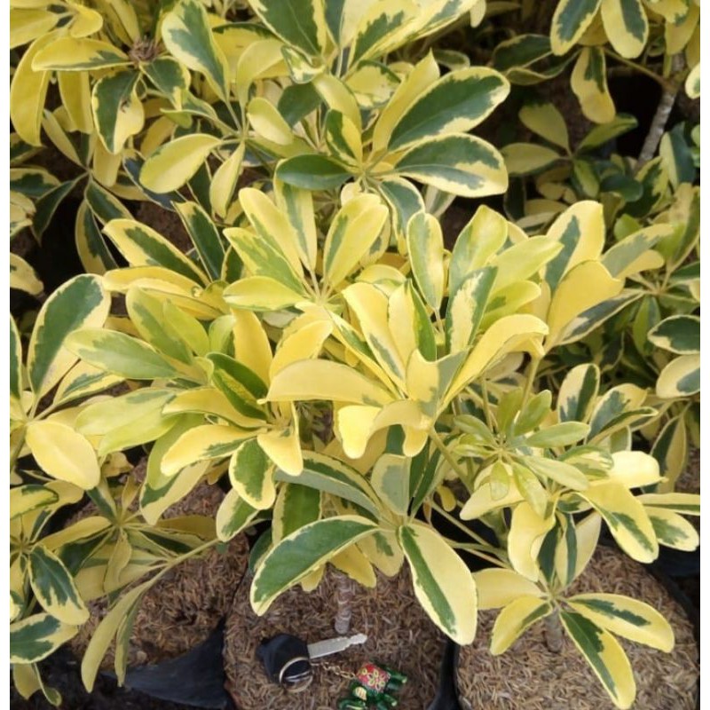 Tanaman hias walisongo golden - tanaman walisongo