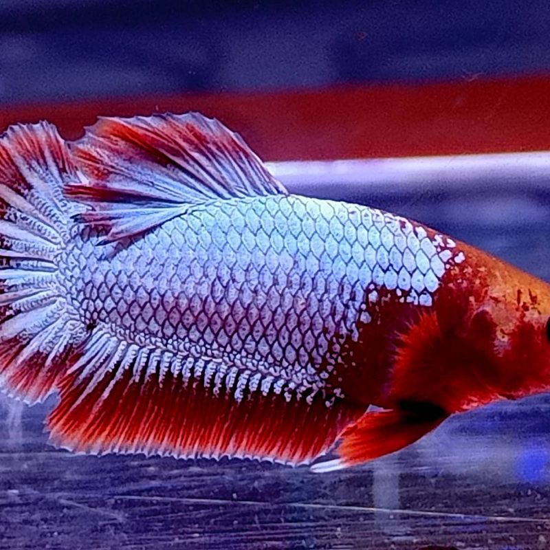 Ikan Cupang FCCP Red Head Merah putih Top grade