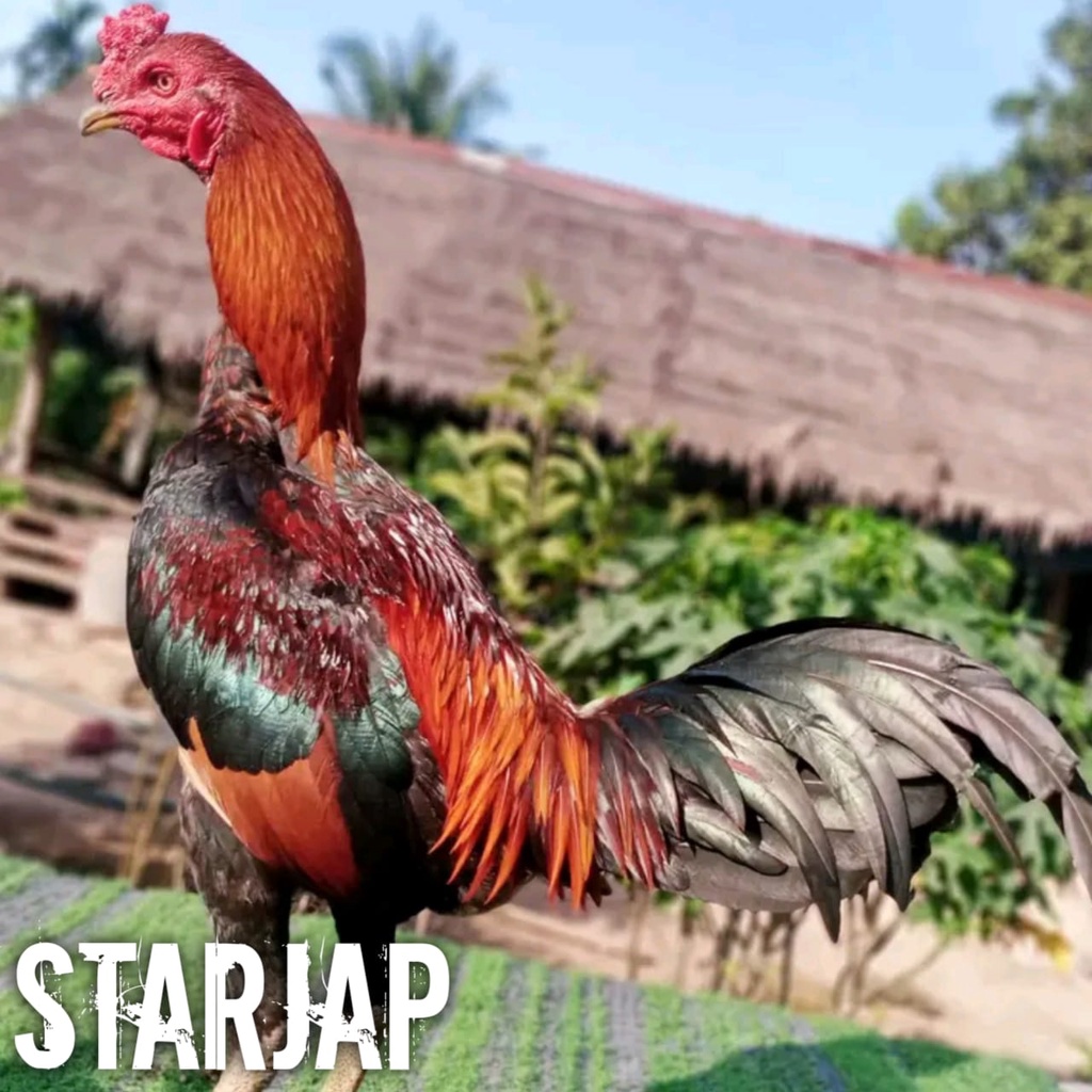ayam bangkok asli super pama iq telur fertil