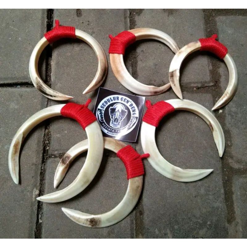 KALUNG TARING BABI ASLI SEPASANG 10CM