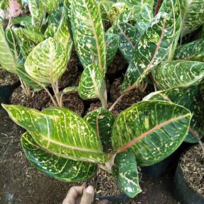 PROMO!! Tanaman Hias Aglonema Donacarmen