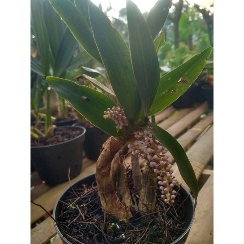 

Eria bogoriensis