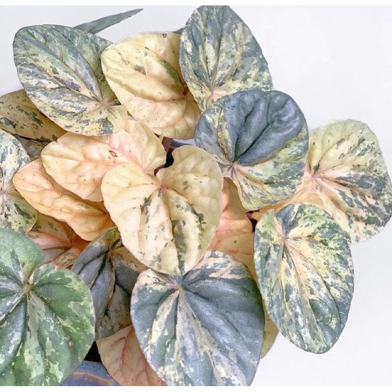 peperomia pink lady caperata pinklady dolar varigata