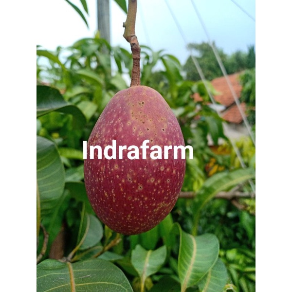 Entres Mangga Yuwen 6 Entris Untuk Bahan Sambung Okulasi