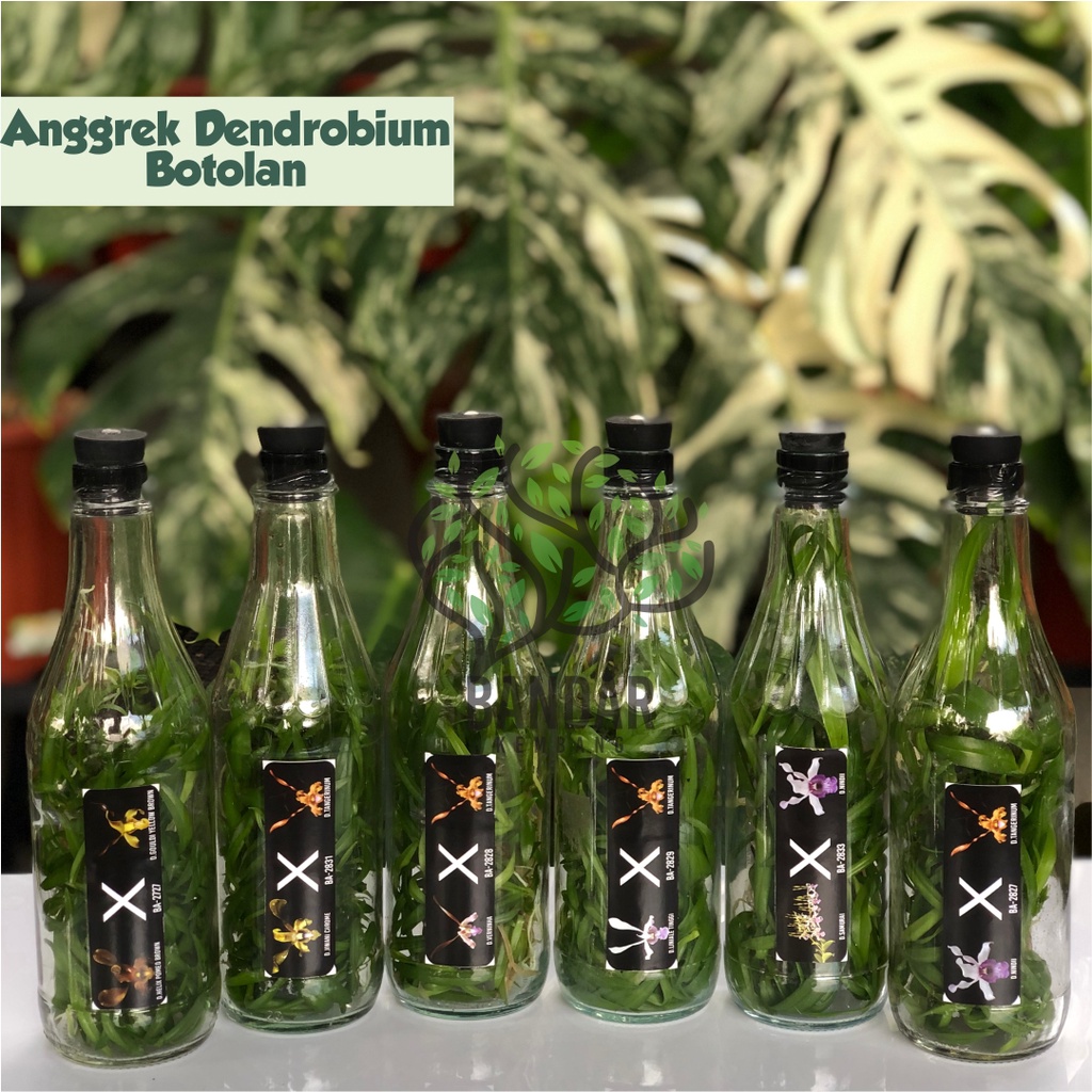 Bibit Anggrek Dendrobium Siap Aklim Termurah Anggrek Dendro Botolan