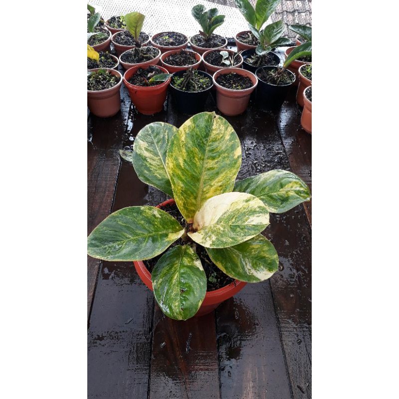 Jemani Varigata Antorium Mangkok