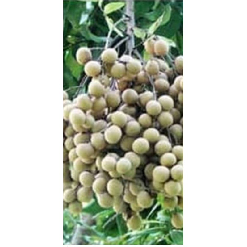 KELENGKENG MATALADA BERBUAH