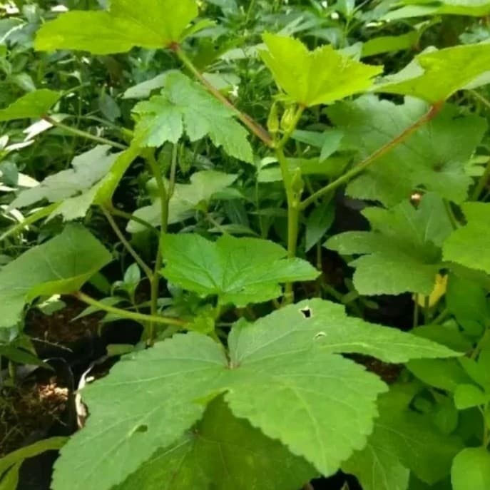 BIBIT TANAMAN BUNGA OKRA HIJAU/POHON BUAH OKRA (OBAT HERBAL)