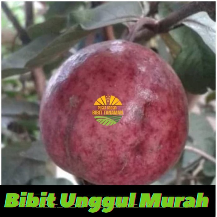 Bibit tanaman jambu merah australia