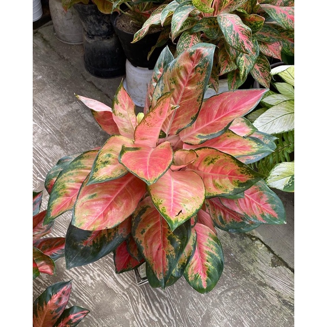 aglonema kochin red rimbun/aglonema kochin red