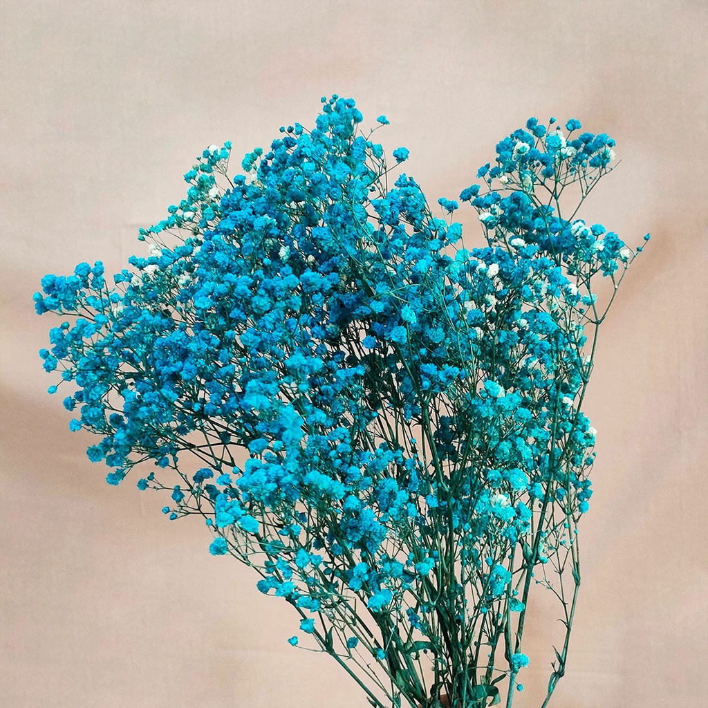 Dried Flower Preserved Real Touch Premium Baby's Breath Gypsophila Bunga Kering Asli Hias Dekorasi Pesta