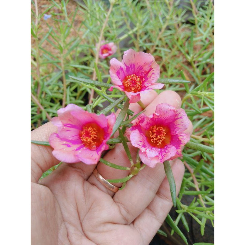 krokot tiara peach fire strip